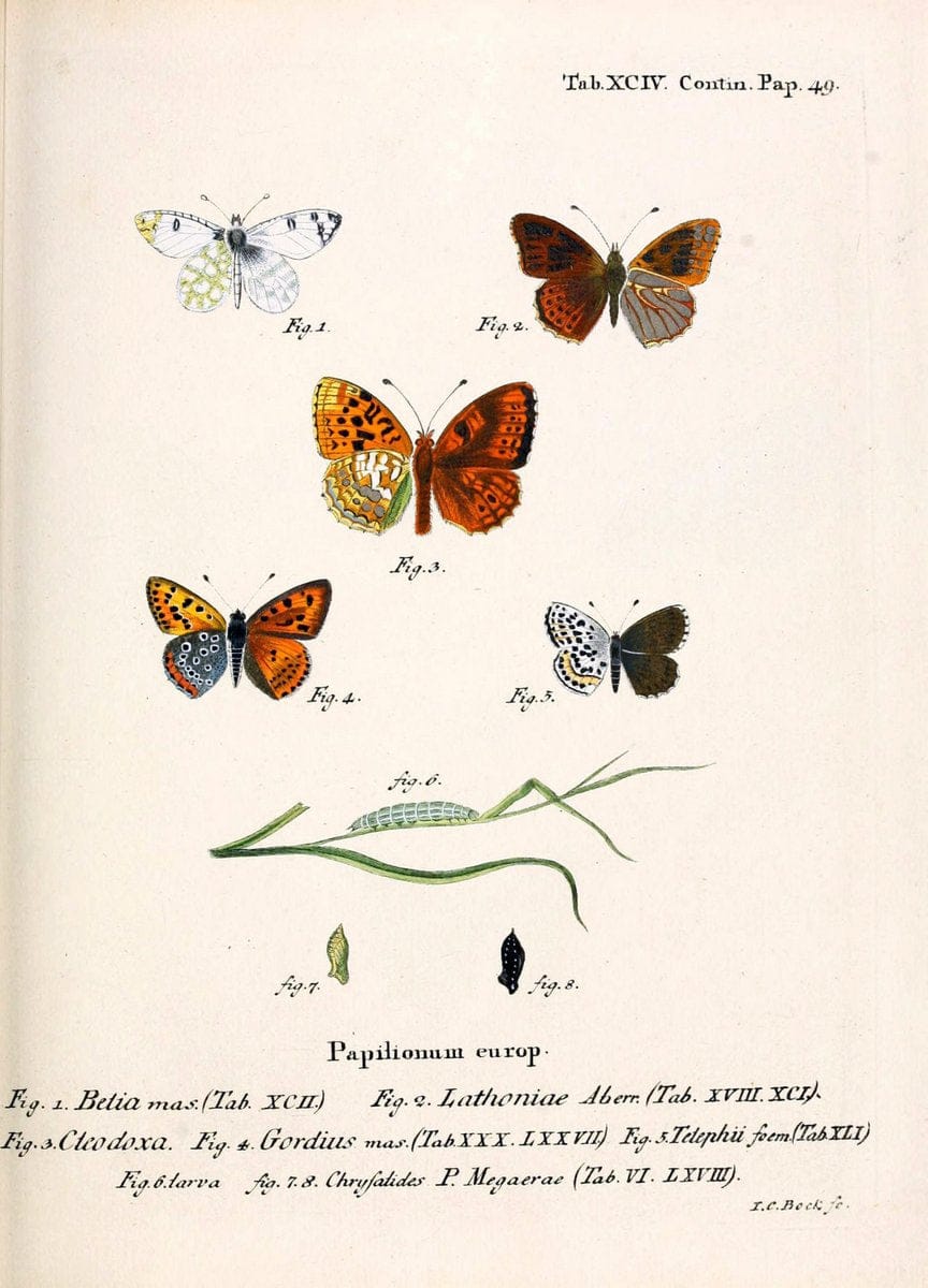 Die Schmetterlinge in Abbildungen nach der Natur. v.1 plates.Leipzig :T.O. Weigel,[1829-1839] |  | Vintage Print Reproduction 472661
