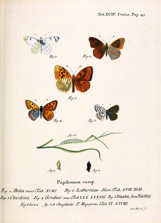 Die Schmetterlinge in Abbildungen nach der Natur. v.1 plates.Leipzig :T.O. Weigel,[1829-1839] |  | Vintage Print Reproduction 472661