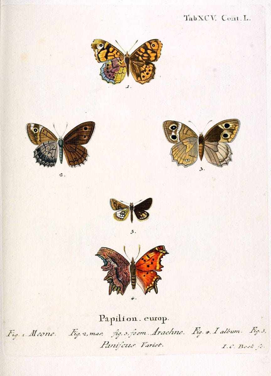 Die Schmetterlinge in Abbildungen nach der Natur. v.1 plates.Leipzig :T.O. Weigel,[1829-1839] |  | Vintage Print Reproduction 472662