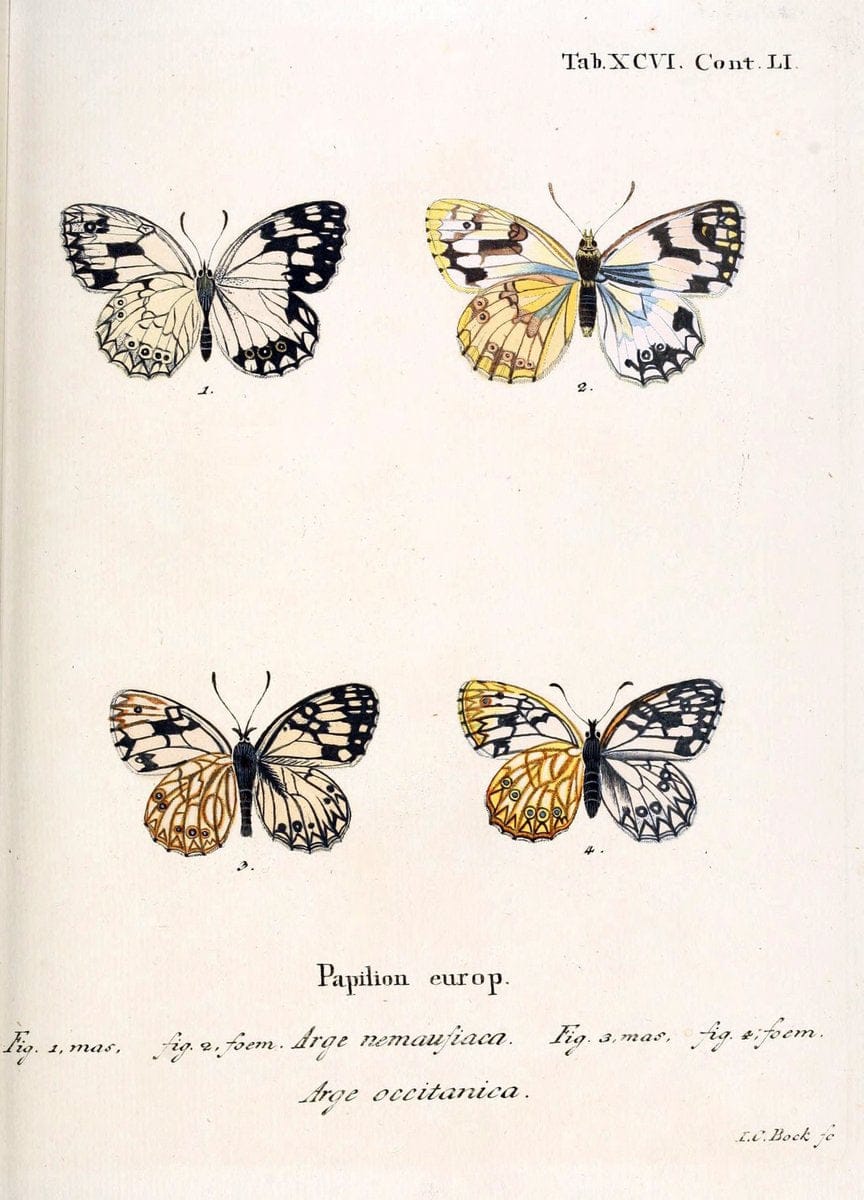 Die Schmetterlinge in Abbildungen nach der Natur. v.1 plates.Leipzig :T.O. Weigel,[1829-1839] |  | Vintage Print Reproduction 472663