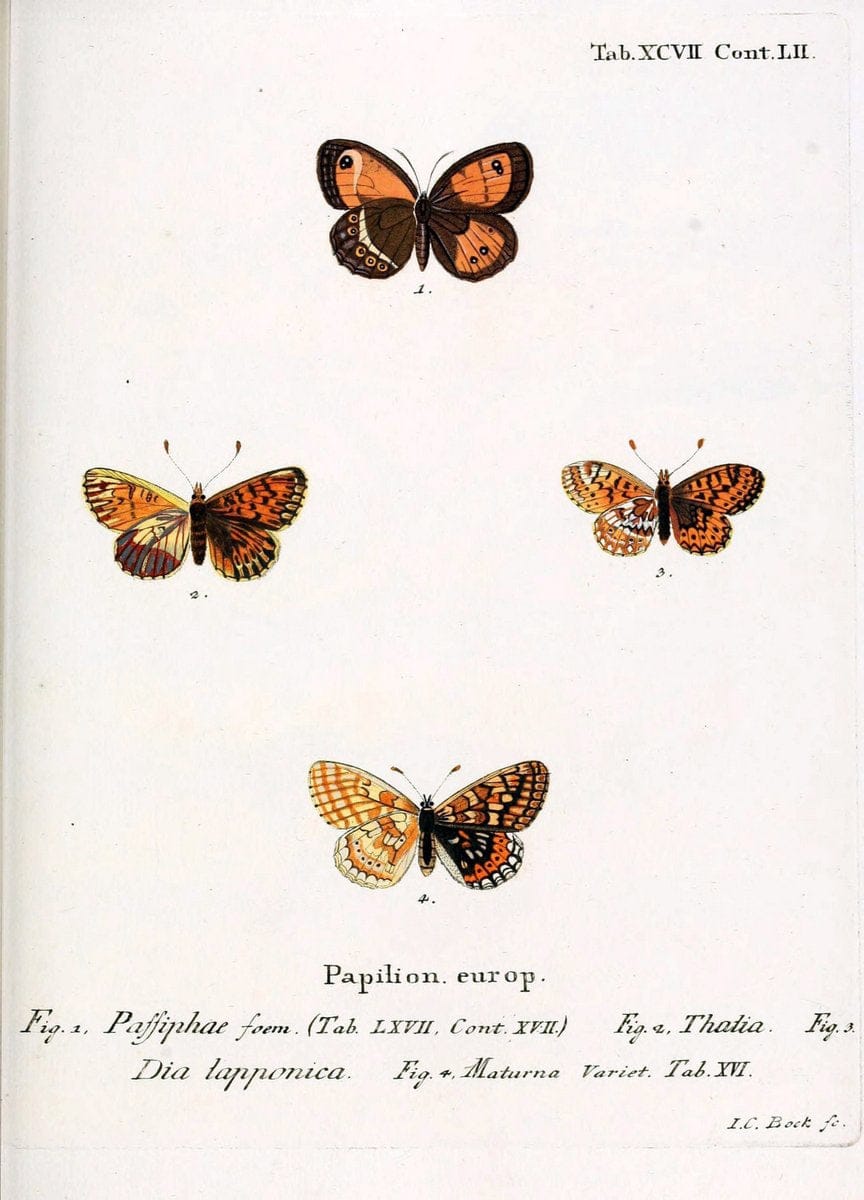 Die Schmetterlinge in Abbildungen nach der Natur. v.1 plates.Leipzig :T.O. Weigel,[1829-1839] |  | Vintage Print Reproduction 472664