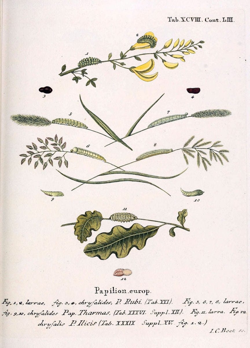 Die Schmetterlinge in Abbildungen nach der Natur. v.1 plates.Leipzig :T.O. Weigel,[1829-1839] |  | Vintage Print Reproduction 472665