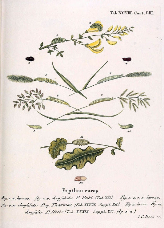 Die Schmetterlinge in Abbildungen nach der Natur. v.1 plates.Leipzig :T.O. Weigel,[1829-1839] |  | Vintage Print Reproduction 472665