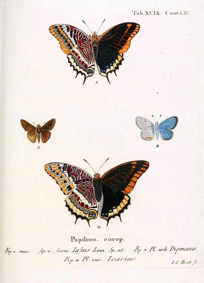 Die Schmetterlinge in Abbildungen nach der Natur. v.1 plates.Leipzig :T.O. Weigel,[1829-1839] |  | Vintage Print Reproduction 472666