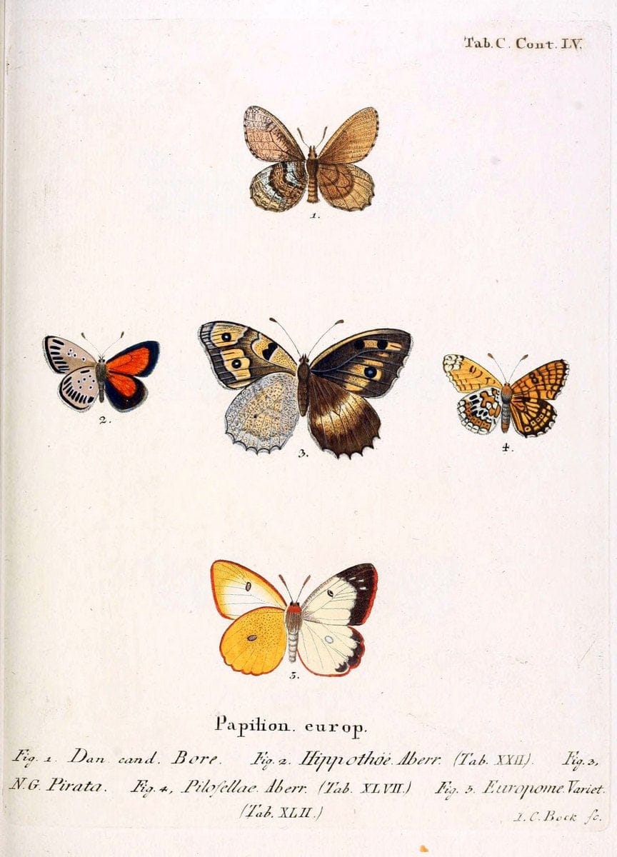 Die Schmetterlinge in Abbildungen nach der Natur. v.1 plates.Leipzig :T.O. Weigel,[1829-1839] |  | Vintage Print Reproduction 472667