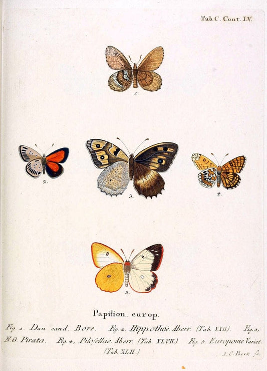 Die Schmetterlinge in Abbildungen nach der Natur. v.1 plates.Leipzig :T.O. Weigel,[1829-1839] |  | Vintage Print Reproduction 472667