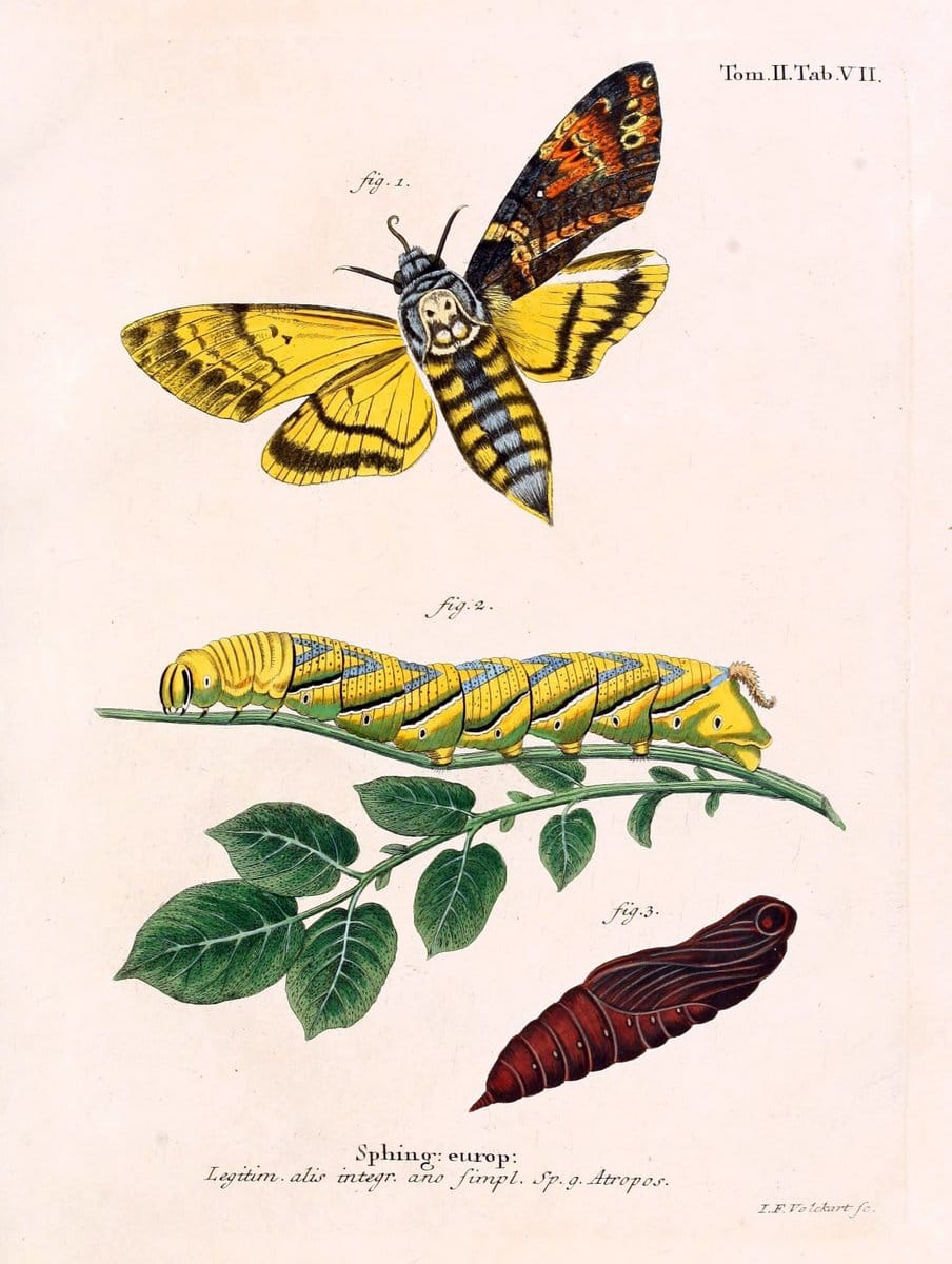 Die Schmetterlinge in Abbildungen nach der Natur /.Leipzig :T.O. Weigel,[1829-1839]. |  | Vintage Print Reproduction 472668