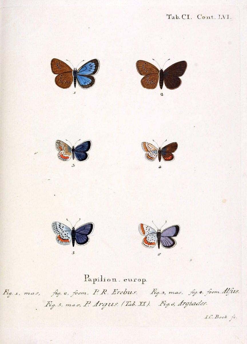 Die Schmetterlinge in Abbildungen nach der Natur. v.1 plates.Leipzig :T.O. Weigel,[1829-1839] |  | Vintage Print Reproduction 472669