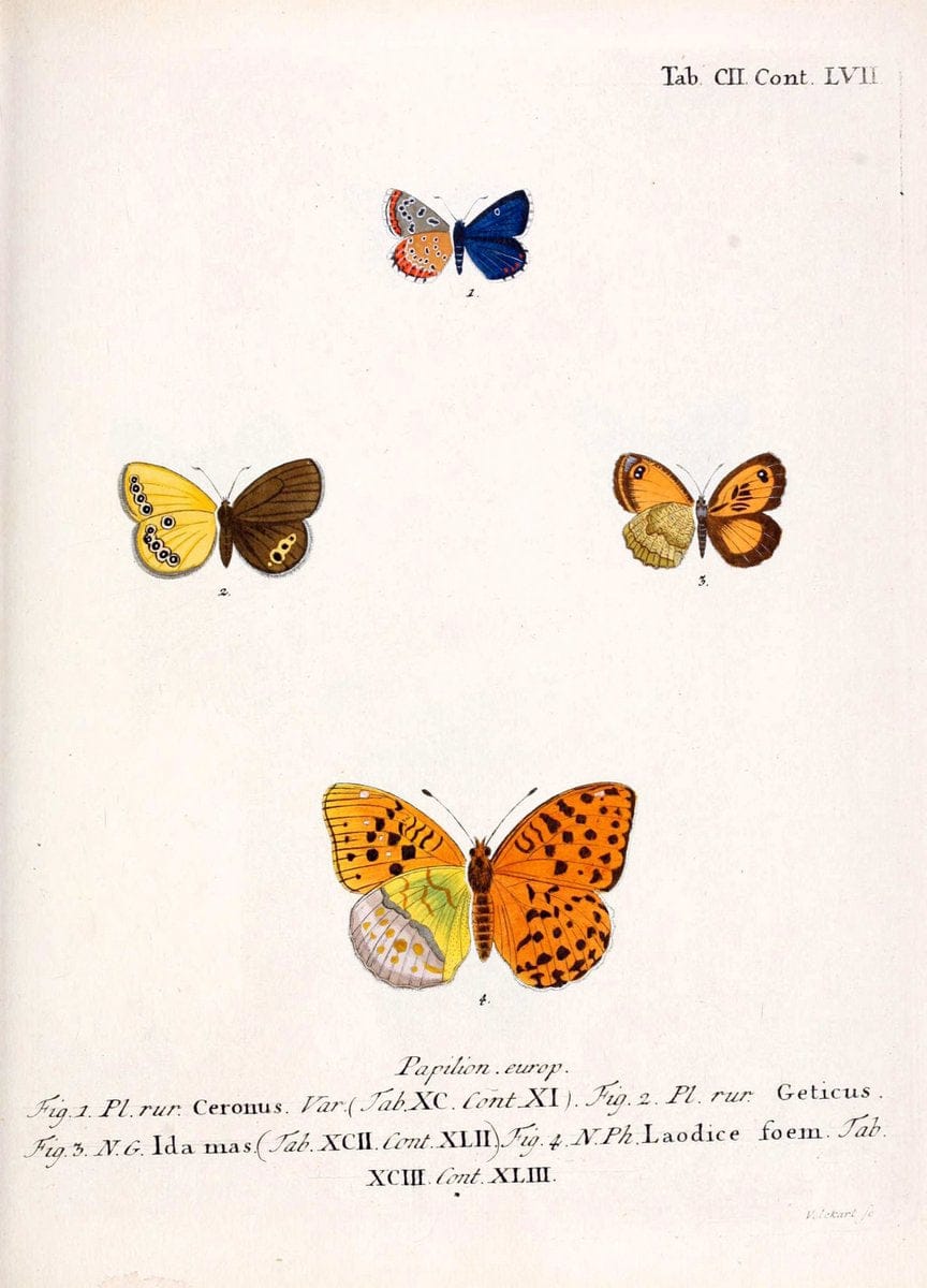 Die Schmetterlinge in Abbildungen nach der Natur. v.1 plates.Leipzig :T.O. Weigel,[1829-1839] |  | Vintage Print Reproduction 472670