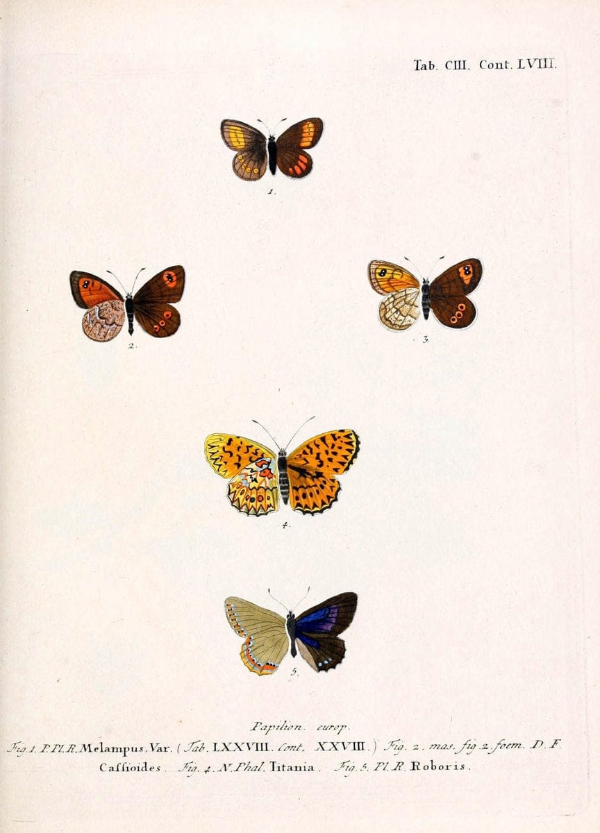 Die Schmetterlinge in Abbildungen nach der Natur. v.1 plates.Leipzig :T.O. Weigel,[1829-1839] |  | Vintage Print Reproduction 472671