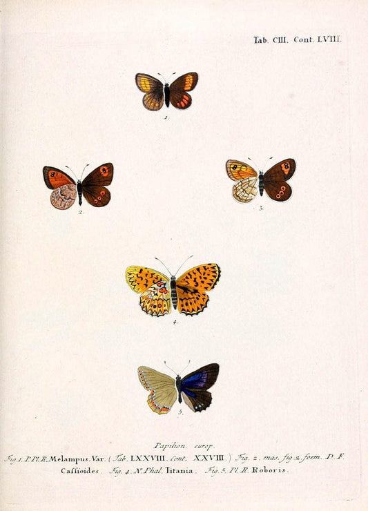 Die Schmetterlinge in Abbildungen nach der Natur. v.1 plates.Leipzig :T.O. Weigel,[1829-1839] |  | Vintage Print Reproduction 472671
