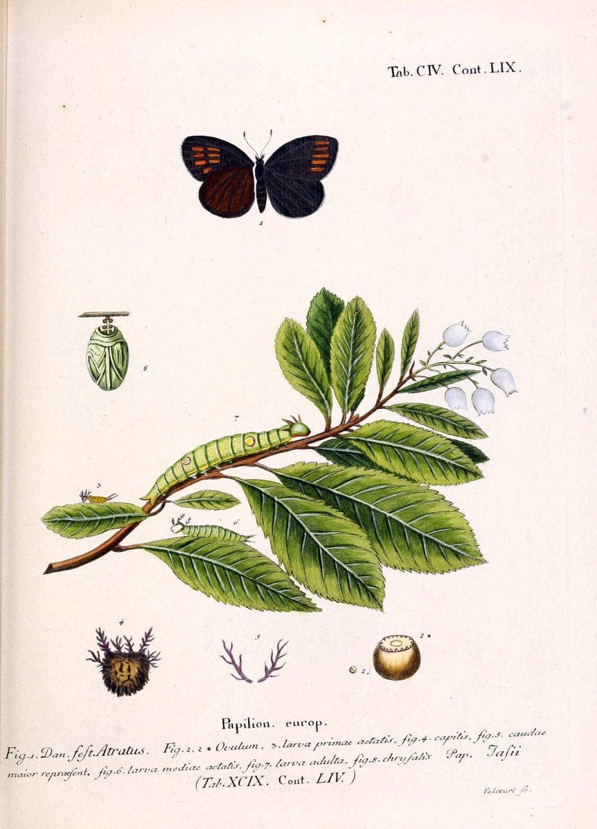 Die Schmetterlinge in Abbildungen nach der Natur. v.1 plates.Leipzig :T.O. Weigel,[1829-1839] |  | Vintage Print Reproduction 472672