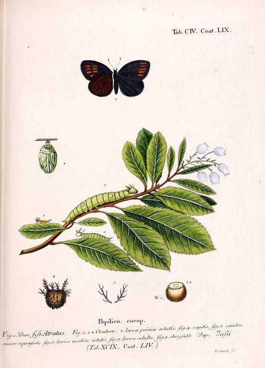 Die Schmetterlinge in Abbildungen nach der Natur. v.1 plates.Leipzig :T.O. Weigel,[1829-1839] |  | Vintage Print Reproduction 472672