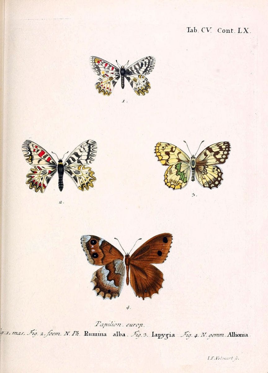 Die Schmetterlinge in Abbildungen nach der Natur. v.1 plates.Leipzig :T.O. Weigel,[1829-1839] |  | Vintage Print Reproduction 472673