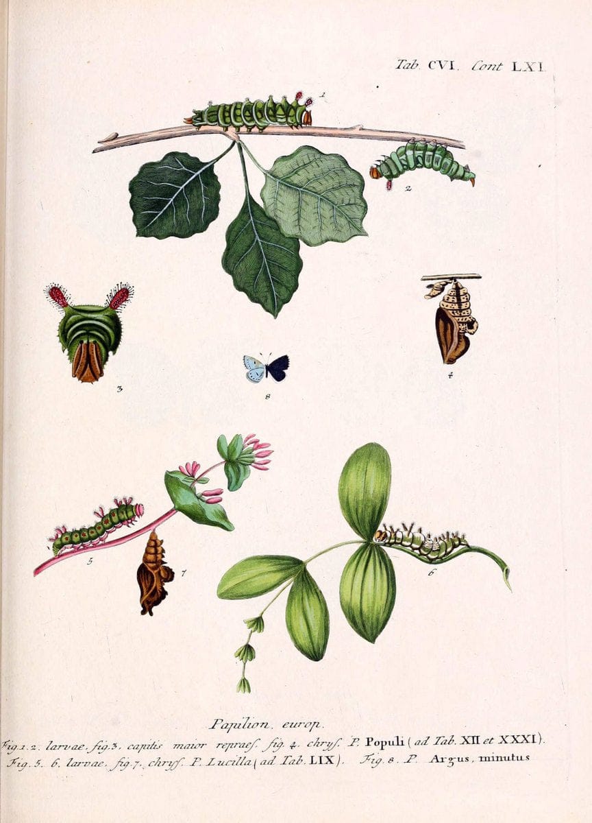 Die Schmetterlinge in Abbildungen nach der Natur. v.1 plates.Leipzig :T.O. Weigel,[1829-1839] |  | Vintage Print Reproduction 472674