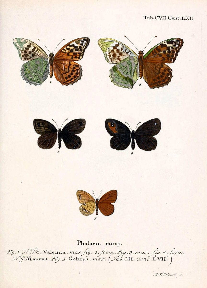 Die Schmetterlinge in Abbildungen nach der Natur. v.1 plates.Leipzig :T.O. Weigel,[1829-1839] |  | Vintage Print Reproduction 472675
