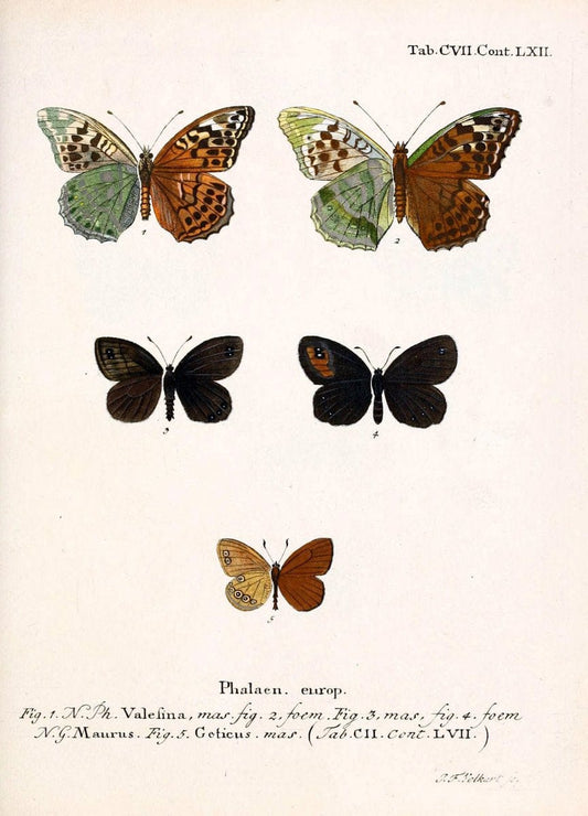 Die Schmetterlinge in Abbildungen nach der Natur. v.1 plates.Leipzig :T.O. Weigel,[1829-1839] |  | Vintage Print Reproduction 472675