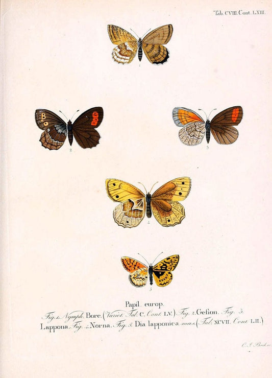 Die Schmetterlinge in Abbildungen nach der Natur. v.1 plates.Leipzig :T.O. Weigel,[1829-1839] |  | Vintage Print Reproduction 472676
