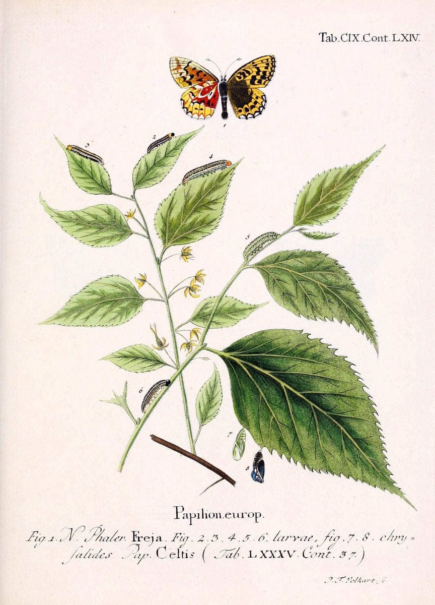 Die Schmetterlinge in Abbildungen nach der Natur. v.1 plates.Leipzig :T.O. Weigel,[1829-1839] |  | Vintage Print Reproduction 472677