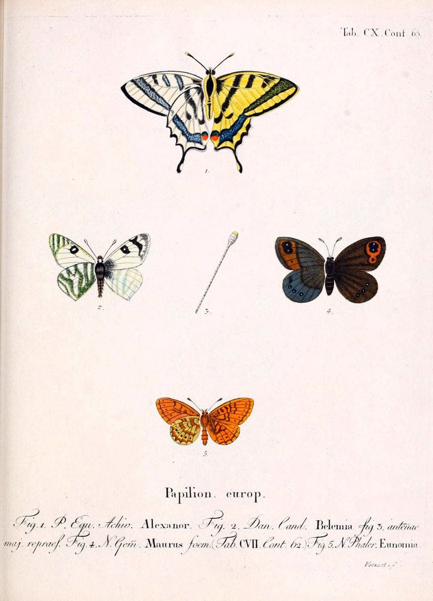 Die Schmetterlinge in Abbildungen nach der Natur. v.1 plates.Leipzig :T.O. Weigel,[1829-1839] |  | Vintage Print Reproduction 472678