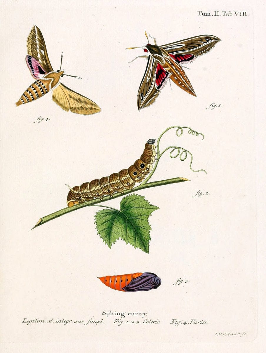 Die Schmetterlinge in Abbildungen nach der Natur /.Leipzig :T.O. Weigel,[1829-1839]. |  | Vintage Print Reproduction 472679
