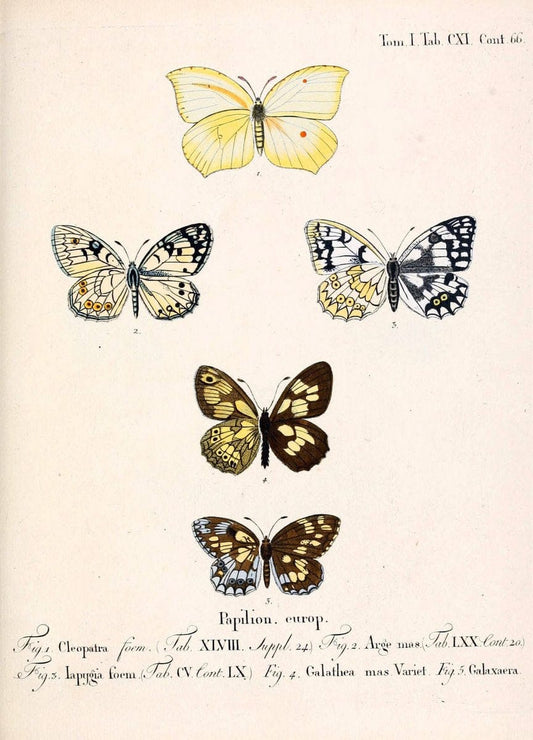 Die Schmetterlinge in Abbildungen nach der Natur. v.1 plates.Leipzig :T.O. Weigel,[1829-1839] |  | Vintage Print Reproduction 472680
