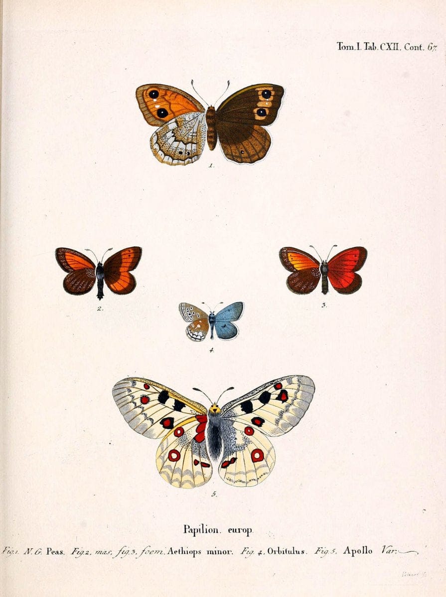 Die Schmetterlinge in Abbildungen nach der Natur. v.1 plates.Leipzig :T.O. Weigel,[1829-1839] |  | Vintage Print Reproduction 472681
