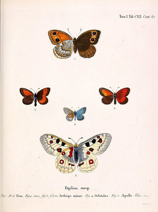 Die Schmetterlinge in Abbildungen nach der Natur. v.1 plates.Leipzig :T.O. Weigel,[1829-1839] |  | Vintage Print Reproduction 472681