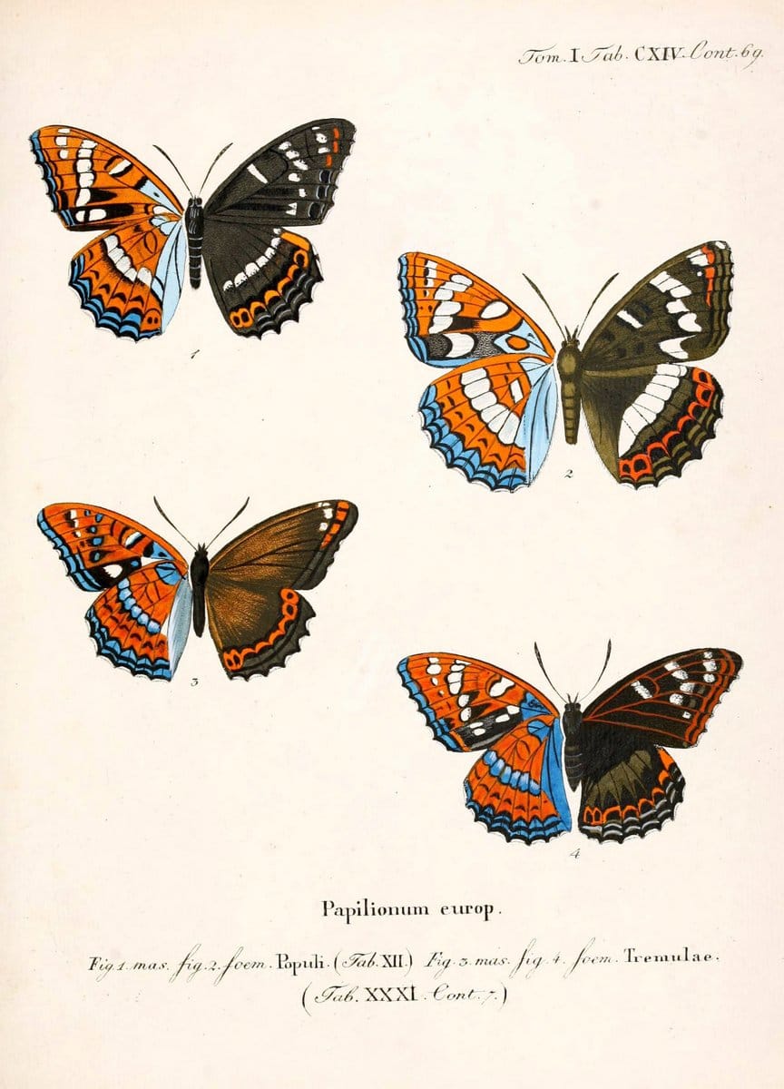 Die Schmetterlinge in Abbildungen nach der Natur. v.1 plates.Leipzig :T.O. Weigel,[1829-1839] |  | Vintage Print Reproduction 472683