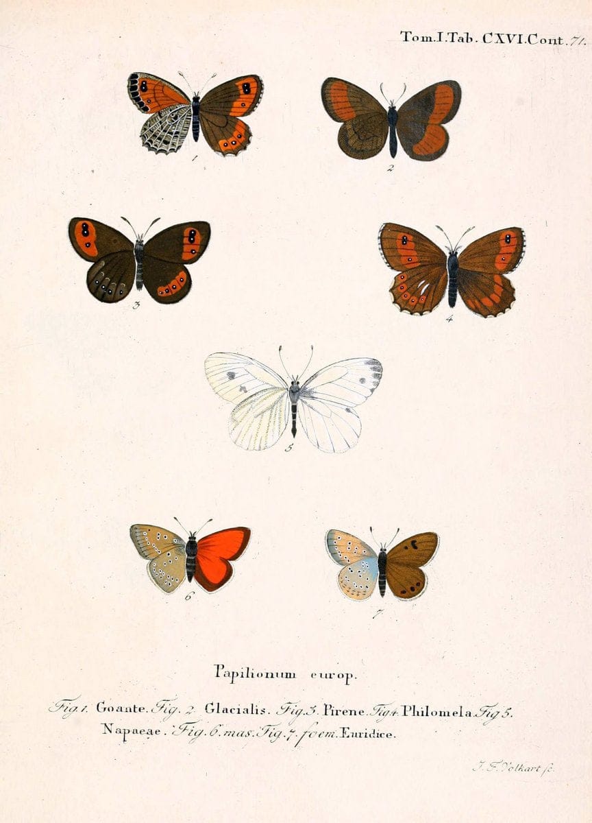 Die Schmetterlinge in Abbildungen nach der Natur. v.1 plates.Leipzig :T.O. Weigel,[1829-1839] |  | Vintage Print Reproduction 472685