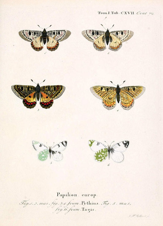 Die Schmetterlinge in Abbildungen nach der Natur. v.1 plates.Leipzig :T.O. Weigel,[1829-1839] |  | Vintage Print Reproduction 472686