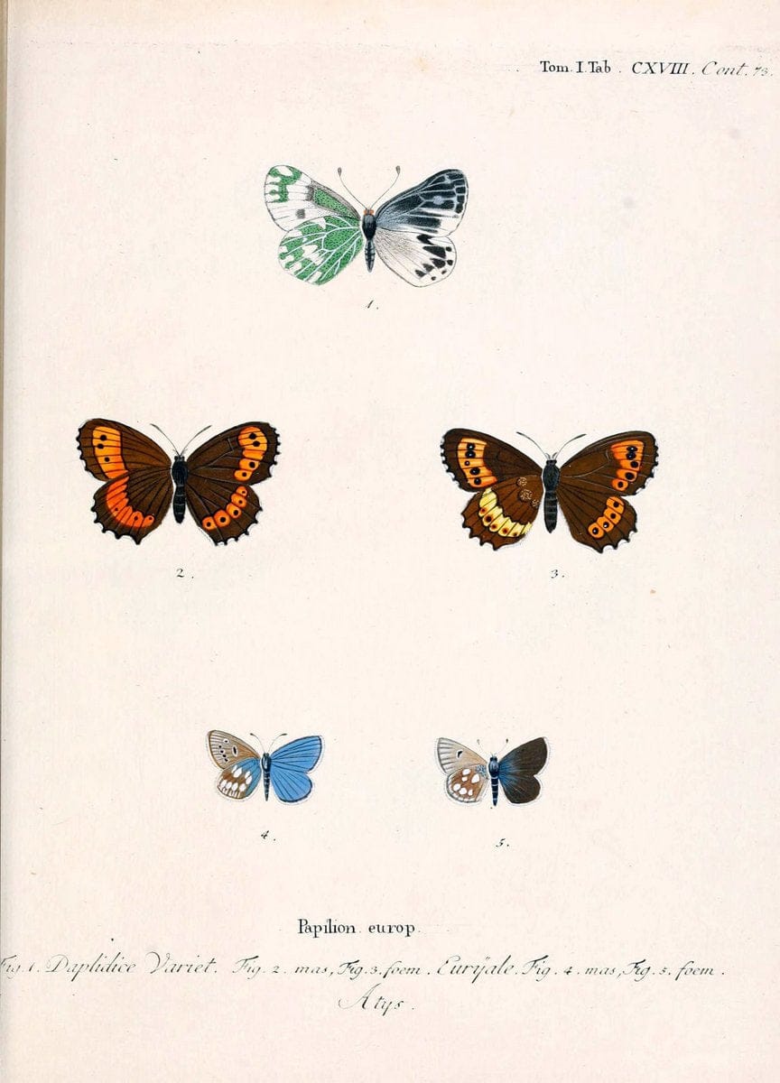 Die Schmetterlinge in Abbildungen nach der Natur. v.1 plates.Leipzig :T.O. Weigel,[1829-1839] |  | Vintage Print Reproduction 472687