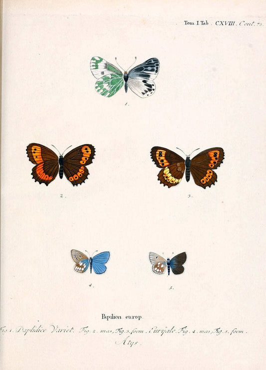 Die Schmetterlinge in Abbildungen nach der Natur. v.1 plates.Leipzig :T.O. Weigel,[1829-1839] |  | Vintage Print Reproduction 472687