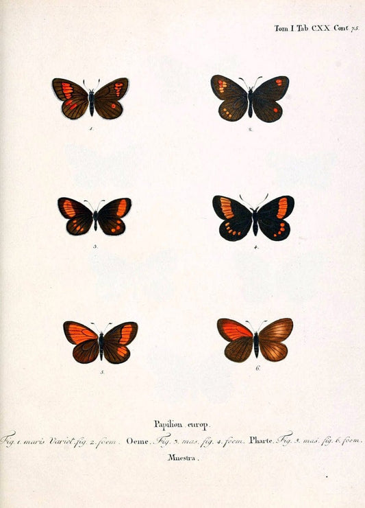 Die Schmetterlinge in Abbildungen nach der Natur. v.1 plates.Leipzig :T.O. Weigel,[1829-1839] |  | Vintage Print Reproduction 472689