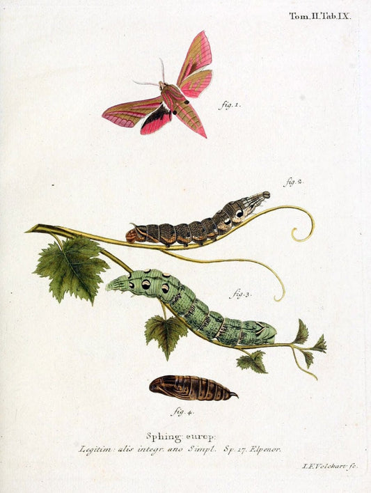 Die Schmetterlinge in Abbildungen nach der Natur /.Leipzig :T.O. Weigel,[1829-1839]. |  | Vintage Print Reproduction 472690