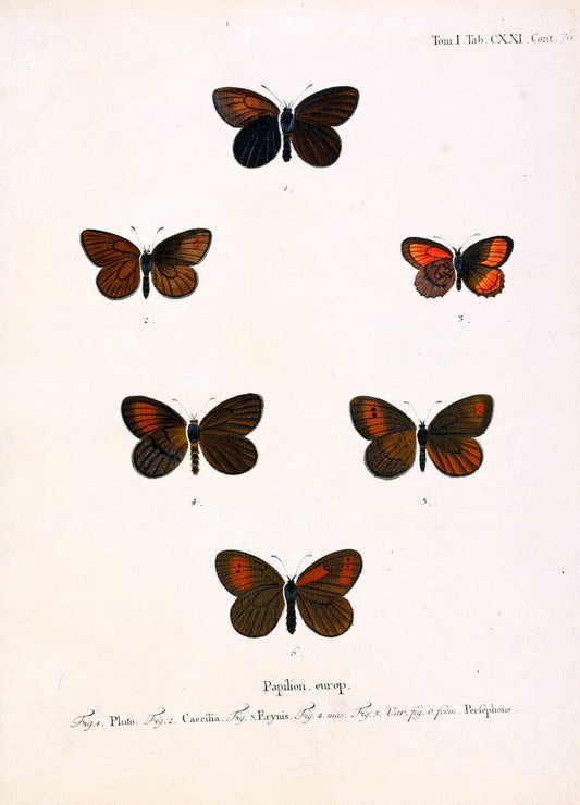 Die Schmetterlinge in Abbildungen nach der Natur. v.1 plates.Leipzig :T.O. Weigel,[1829-1839] |  | Vintage Print Reproduction 472691