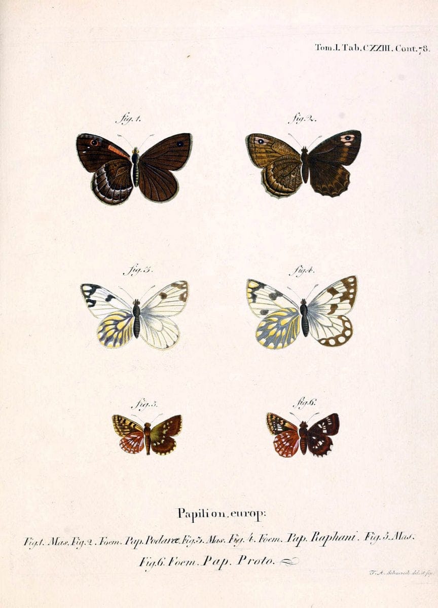 Die Schmetterlinge in Abbildungen nach der Natur. v.1 plates.Leipzig :T.O. Weigel,[1829-1839] |  | Vintage Print Reproduction 472693