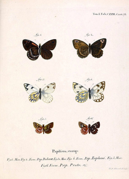 Die Schmetterlinge in Abbildungen nach der Natur. v.1 plates.Leipzig :T.O. Weigel,[1829-1839] |  | Vintage Print Reproduction 472693