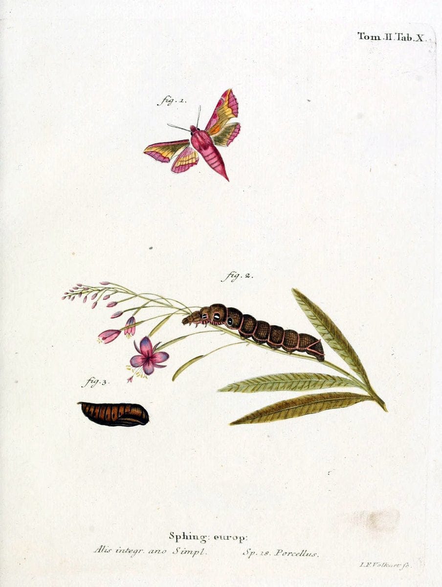 Die Schmetterlinge in Abbildungen nach der Natur /.Leipzig :T.O. Weigel,[1829-1839]. |  | Vintage Print Reproduction 472694