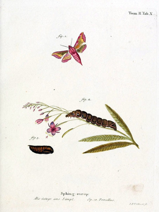 Die Schmetterlinge in Abbildungen nach der Natur /.Leipzig :T.O. Weigel,[1829-1839]. |  | Vintage Print Reproduction 472694