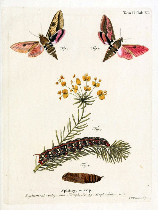Die Schmetterlinge in Abbildungen nach der Natur /.Leipzig :T.O. Weigel,[1829-1839]. |  | Vintage Print Reproduction 472695