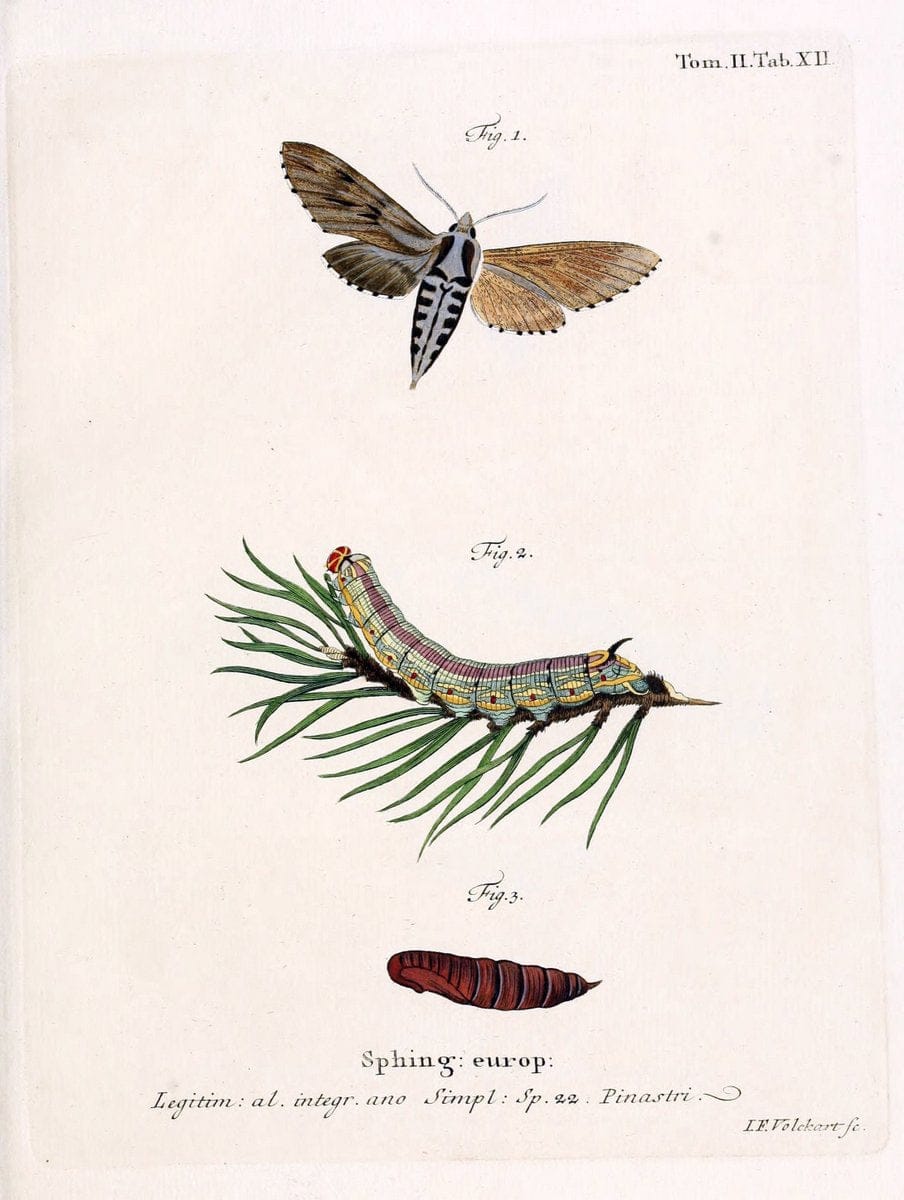 Die Schmetterlinge in Abbildungen nach der Natur /.Leipzig :T.O. Weigel,[1829-1839]. |  | Vintage Print Reproduction 472696