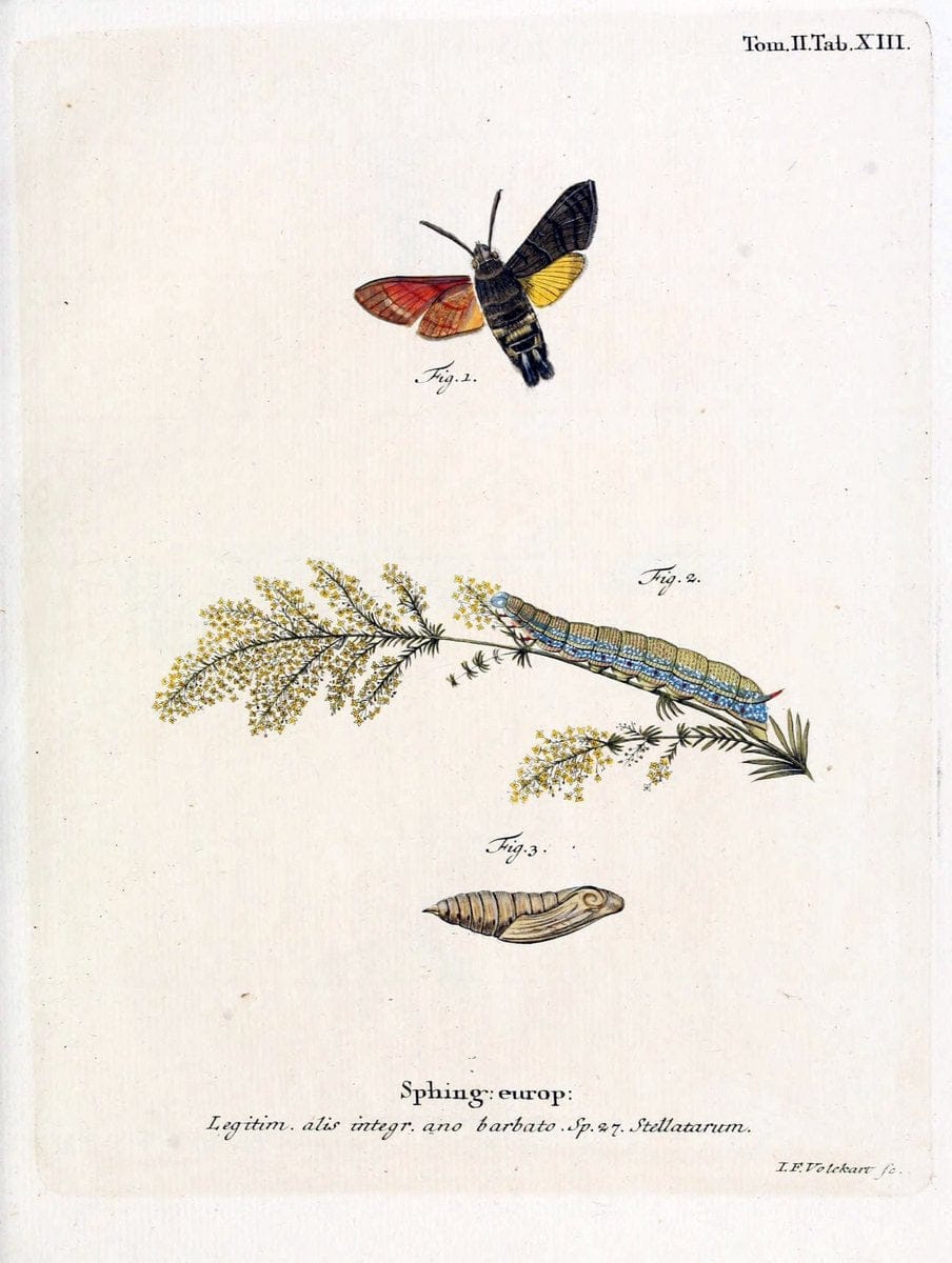 Die Schmetterlinge in Abbildungen nach der Natur /.Leipzig :T.O. Weigel,[1829-1839]. |  | Vintage Print Reproduction 472697
