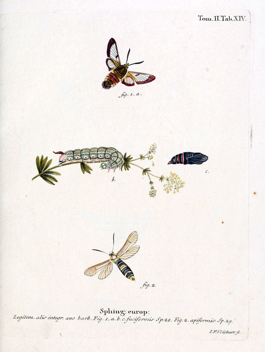 Die Schmetterlinge in Abbildungen nach der Natur /.Leipzig :T.O. Weigel,[1829-1839]. |  | Vintage Print Reproduction 472698