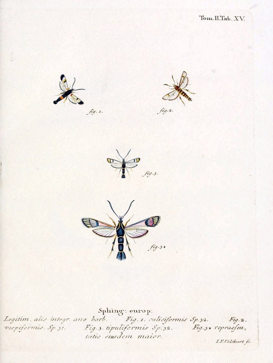 Die Schmetterlinge in Abbildungen nach der Natur /.Leipzig :T.O. Weigel,[1829-1839]. |  | Vintage Print Reproduction 472699