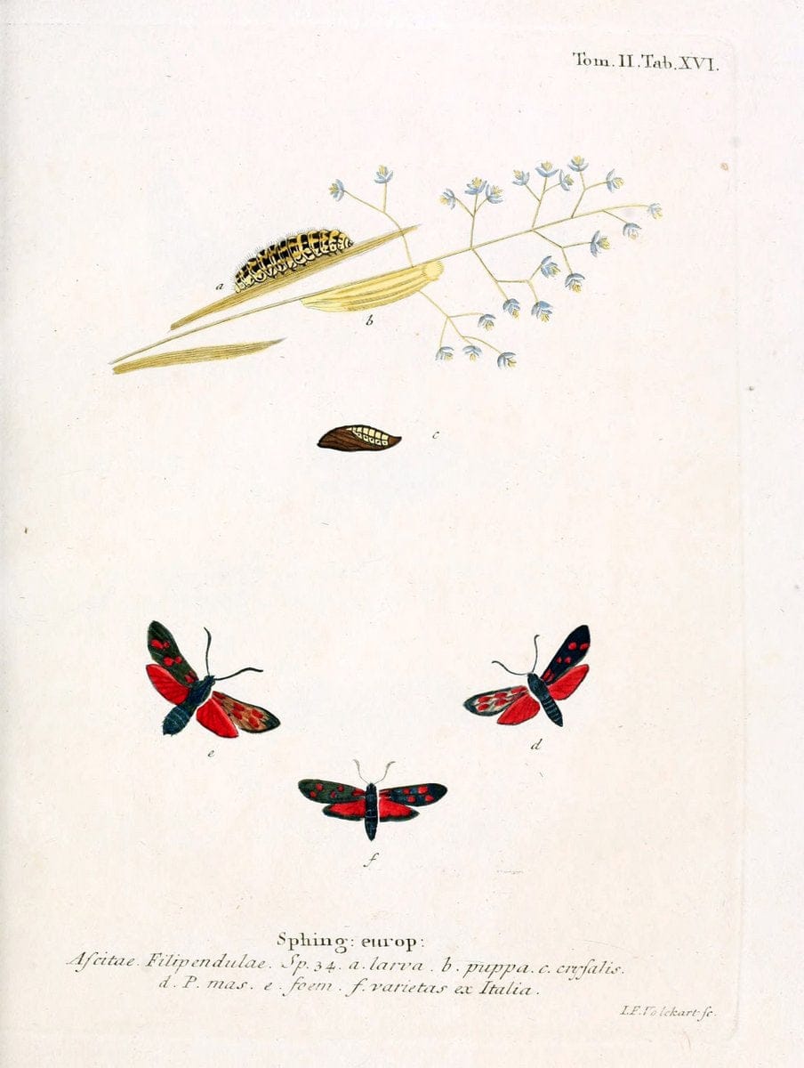 Die Schmetterlinge in Abbildungen nach der Natur /.Leipzig :T.O. Weigel,[1829-1839]. |  | Vintage Print Reproduction 472700