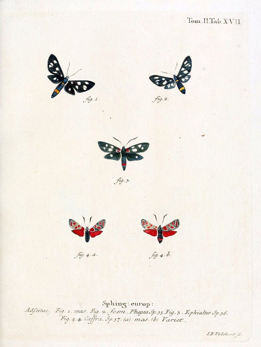Die Schmetterlinge in Abbildungen nach der Natur /.Leipzig :T.O. Weigel,[1829-1839]. |  | Vintage Print Reproduction 472701