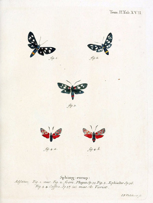 Die Schmetterlinge in Abbildungen nach der Natur /.Leipzig :T.O. Weigel,[1829-1839]. |  | Vintage Print Reproduction 472701