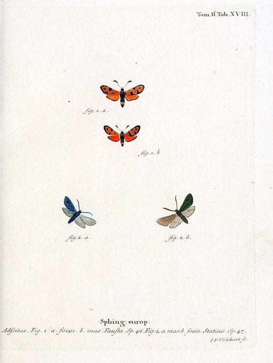 Die Schmetterlinge in Abbildungen nach der Natur /.Leipzig :T.O. Weigel,[1829-1839]. |  | Vintage Print Reproduction 472702