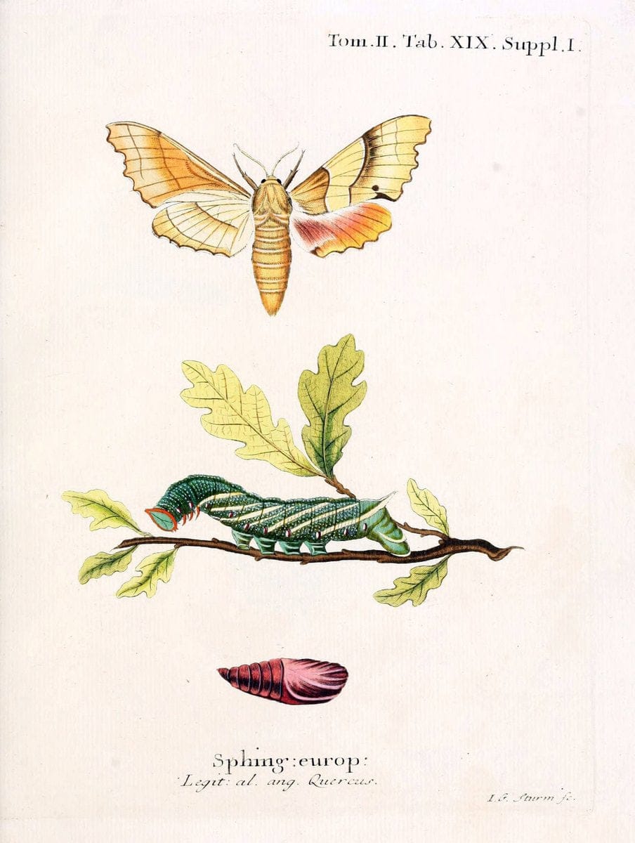 Die Schmetterlinge in Abbildungen nach der Natur /.Leipzig :T.O. Weigel,[1829-1839]. |  | Vintage Print Reproduction 472703